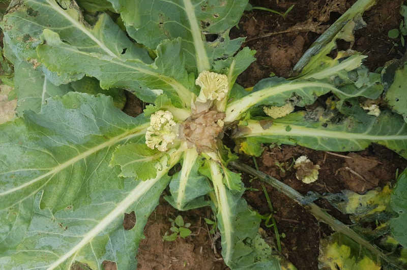 Agrotech VIta